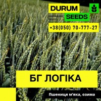 Насіння пшениці BG Klimatika (Durum Seeds)