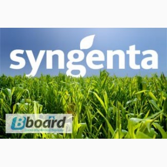 Семена озимого рапса в ассортименте от производители Syngenta (Сингента)