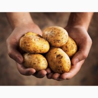 Ведущая украинская ТОВ Компания УкрТор осуществляет поставки картофеля в больших и малых