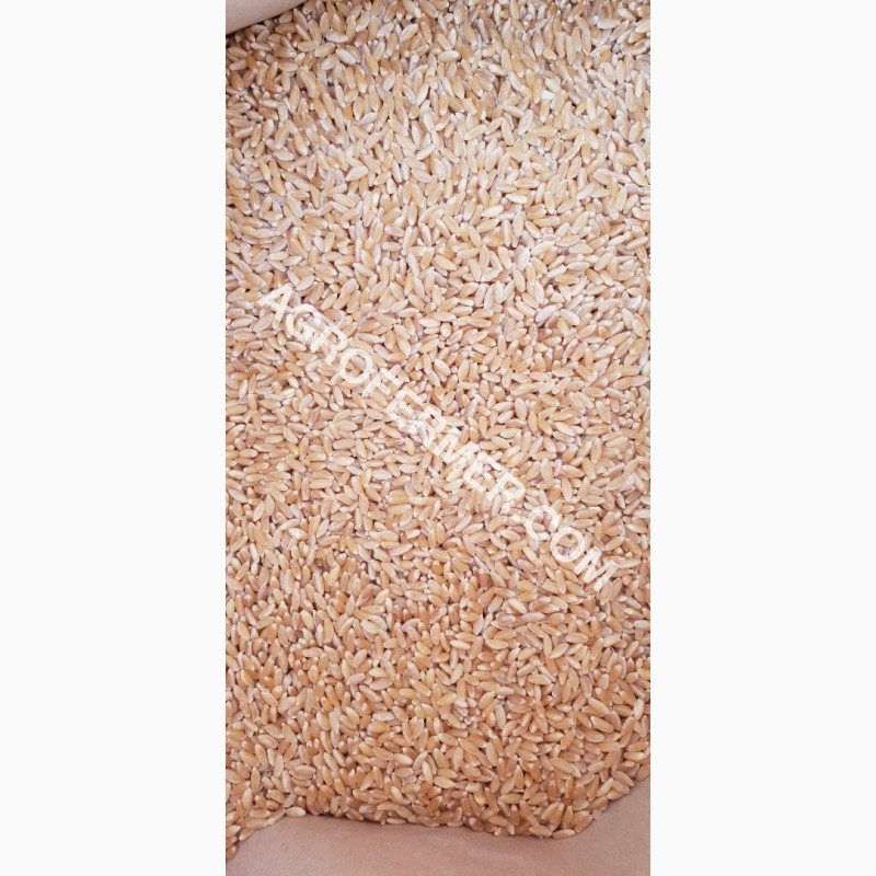 Фото 10. Семена твердой пшеницы ZELMA Канадский ярый трансгенный сорт, элита