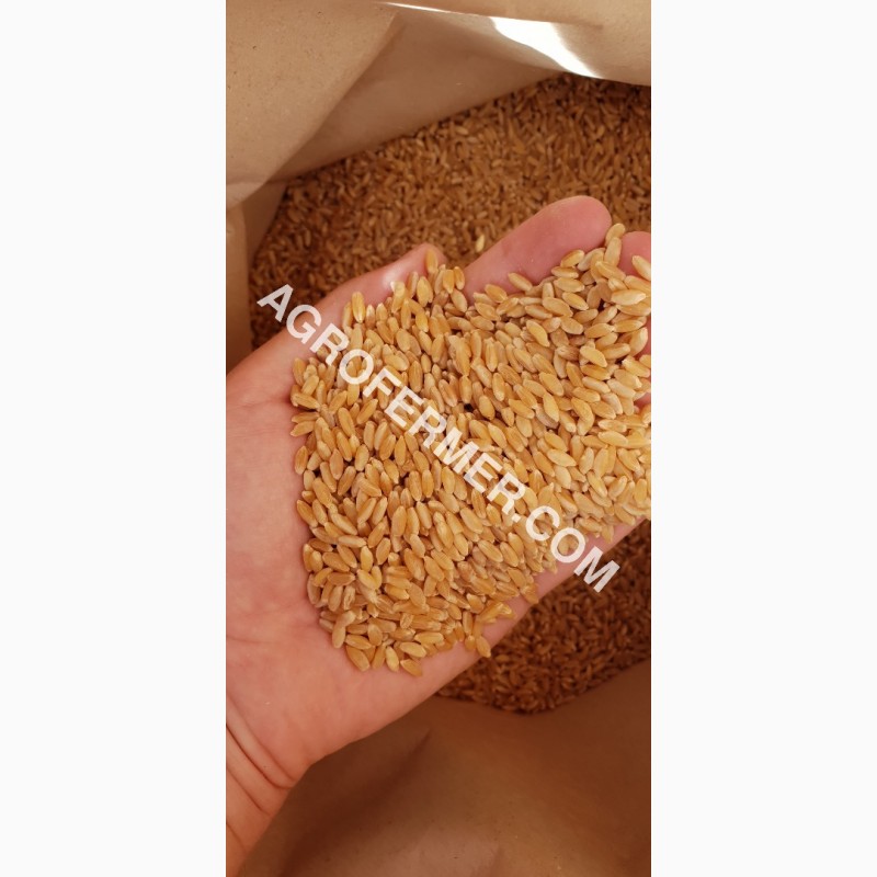 Фото 13. Семена твердой пшеницы ZELMA Канадский ярый трансгенный сорт, элита