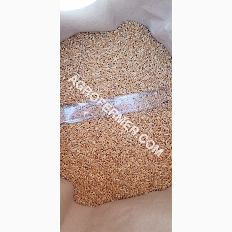 Фото 2. Семена твердой пшеницы ZELMA Канадский ярый трансгенный сорт, элита