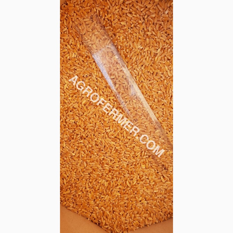 Фото 3. Семена твердой пшеницы ZELMA Канадский ярый трансгенный сорт, элита