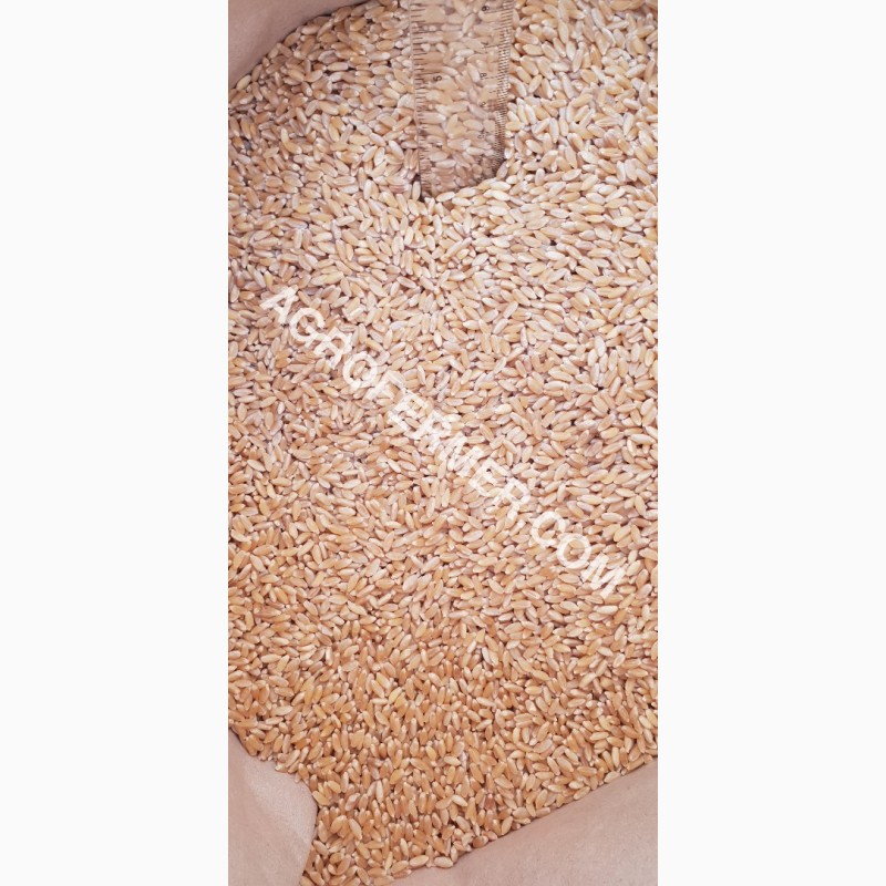 Фото 4. Семена твердой пшеницы ZELMA Канадский ярый трансгенный сорт, элита