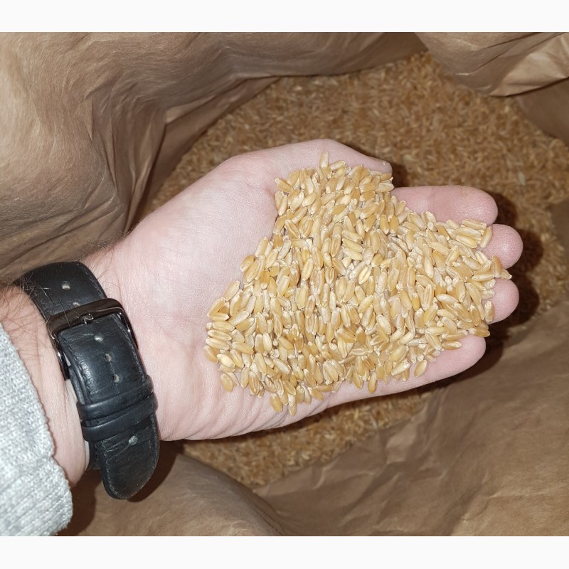 Фото 5. Семена твердой пшеницы ZELMA Канадский ярый трансгенный сорт, элита