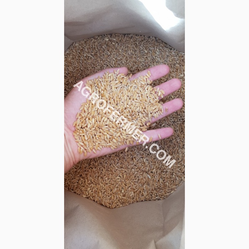 Фото 7. Семена твердой пшеницы ZELMA Канадский ярый трансгенный сорт, элита
