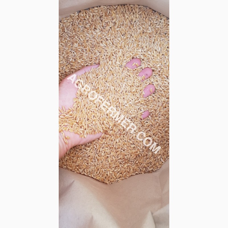 Фото 8. Семена твердой пшеницы ZELMA Канадский ярый трансгенный сорт, элита