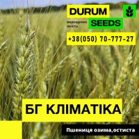 Насіння пшениці BG Unigold (Durum Seeds)