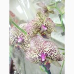Орхидеи, продажа орхидей, черная орхидея Киев