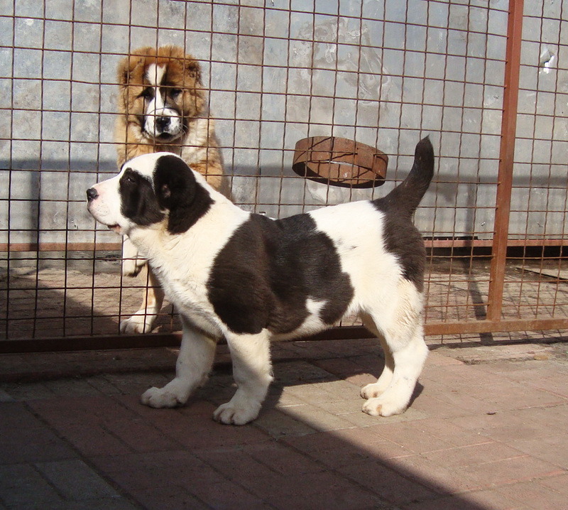 Фото 5. Шикарные щенки алабая кобель и сука, КСУ-FCI
