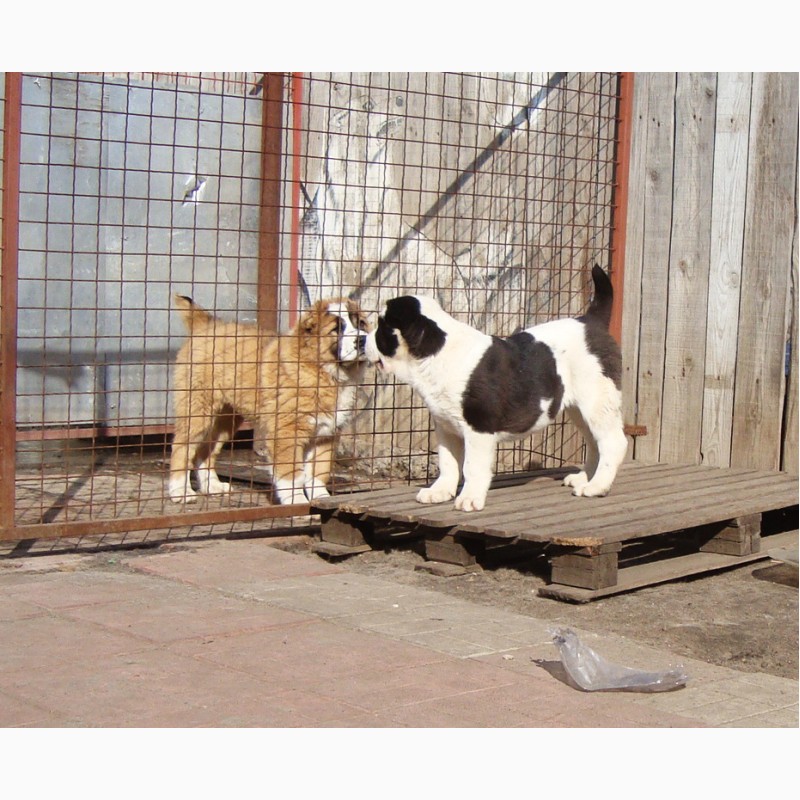 Фото 6. Шикарные щенки алабая кобель и сука, КСУ-FCI