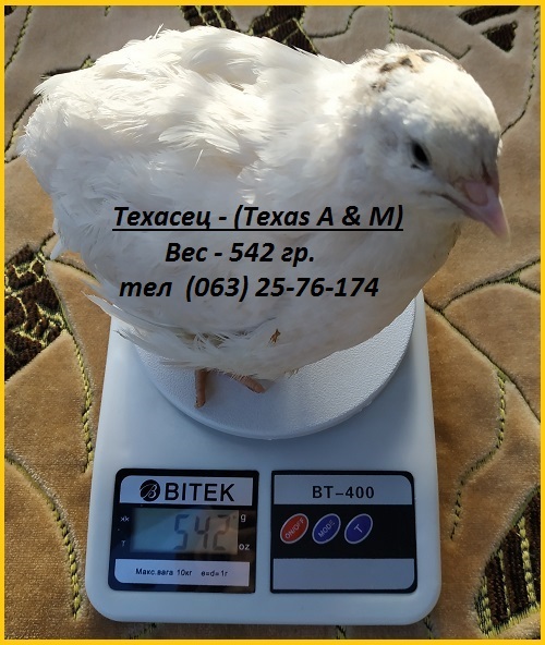 Фото 3. Яйца инкубационные перепела Белый Техасец - супер бройлер (США)