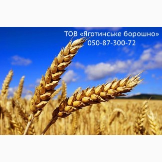 Продам борошно пшеничне в/г, 1г