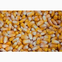 Закупаю кукурузу, пшеницу, ячмень, рожь, овес, просо, горох по Луганской и Донецкой обл