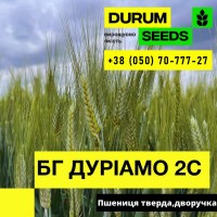 Насіння пшениці BG Flexadur 2S (Durum Seeds)