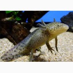 Звере-рыбка, первобытная амфибия, водяной дракон - Аксолотль