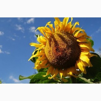 Посівний матеріал соняшнику під класичну технологію вирощування