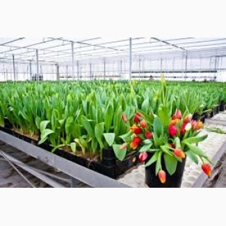 Работа в Голландии на сортировку тюльпанов