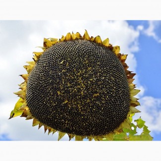 Жалон (Евралис) насіння соняшнику