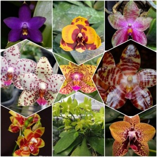 Орхидеи подростки фаленопсис