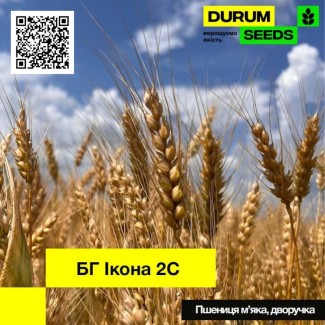 Насіння пшениці BG Ikona 2S (Durum Seeds)