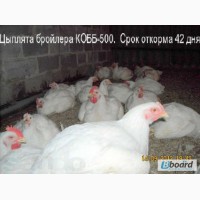 Цыплята бройлера КОББ-500 подрощенные