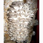 Готовые грибные блоки вешенка и шампиньон купить в Крыму