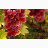 Саженцы винограда с доставкой по Украине! 30-ти летний опыт селекции