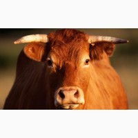 Продам бычки весом 450-500 кг., Киевская обл