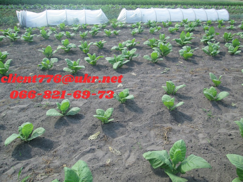 Фото 6. Продам семена табака (много сортов)