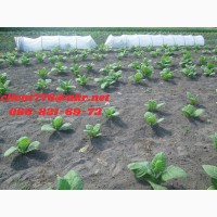 Продам семена табака (много сортов)