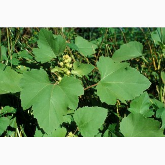 Дурнишник обыкновенный или зобник (листья) 50 грамм