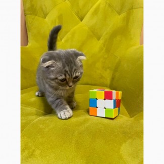 Котёнок шотландский вислоухий скоттиш фолд
