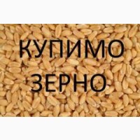 Куплю зерно, зерноотходы