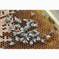 Продам бджолопакети 2018