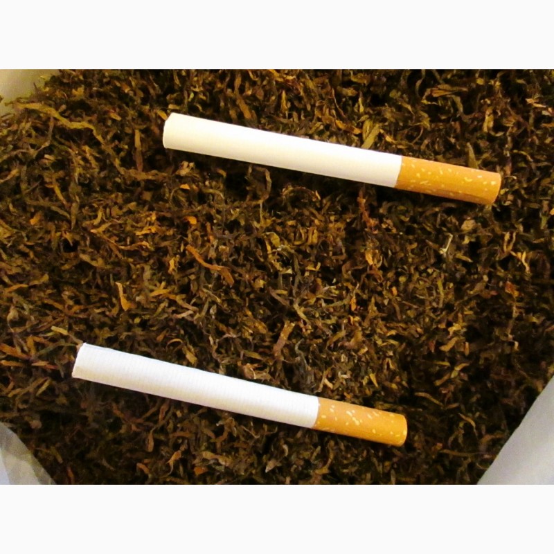 Фото 4. Продам семена табака сорт:Вирджиния Голд, ГаванаZ-992, Ксанти(Греция)ориентал, Берли-21