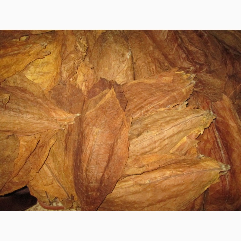 Фото 5. Продам семена табака сорт:Вирджиния Голд, ГаванаZ-992, Ксанти(Греция)ориентал, Берли-21