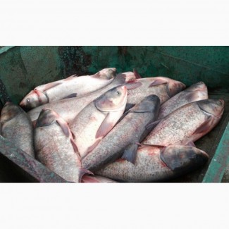 Живая рыба круглый год от производителя (карп, толстолобик, карась, белый амур)