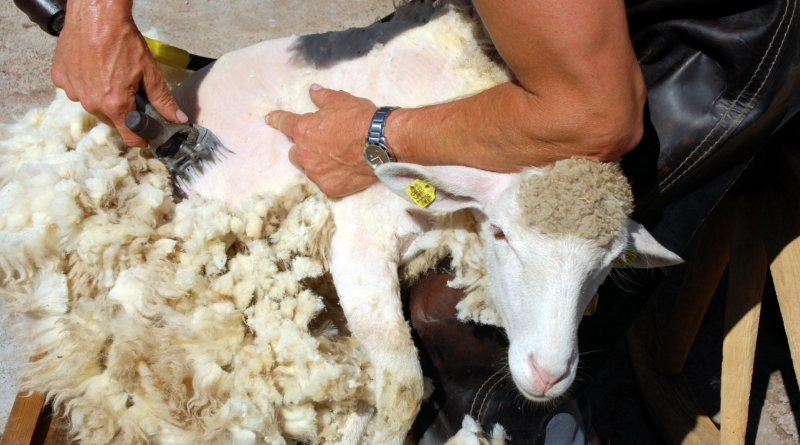 Фото 4. Машинка для стрижки овець Польща