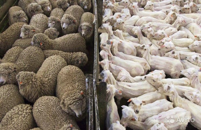 Фото 5. Машинка для стрижки овець Польща