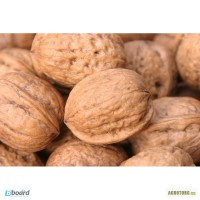 Продам бойный и не бойный грецкий орех