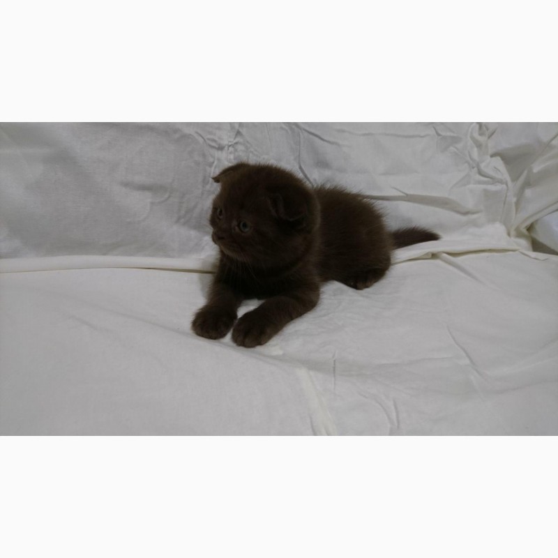 Фото 2. Продам британских котят. Родились 30.07.18г