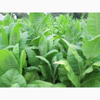 Табак Тернопольский-14 семена и лапша 1мм, есть больше 25 сортов