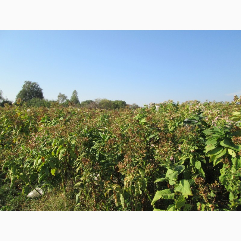 Фото 5. Табак Тернопольский-14 семена и лапша 1мм, есть больше 25 сортов