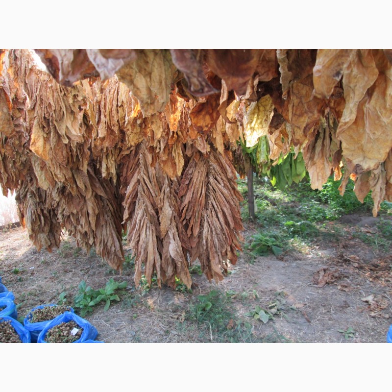 Фото 6. Табак Тернопольский-14 семена и лапша 1мм, есть больше 25 сортов