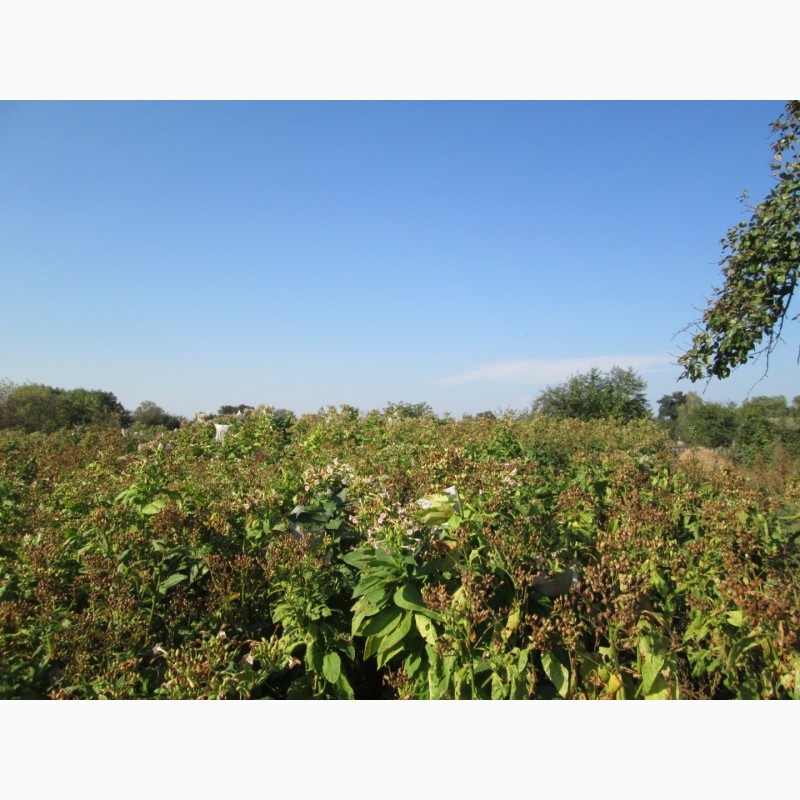 Фото 8. Табак Тернопольский-14 семена и лапша 1мм, есть больше 25 сортов