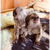 Ручная обезьяна игрунка- обезьянка мармозетка мини мартышка