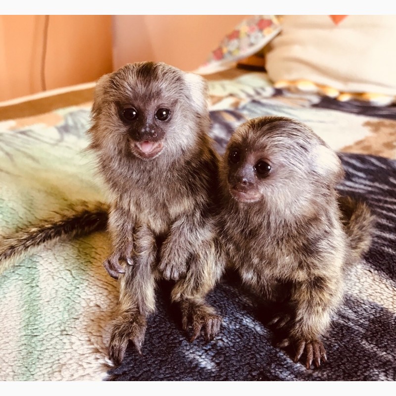 Фото 5. Ручная обезьяна игрунка- обезьянка мармозетка мини мартышка
