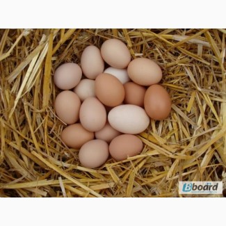 Продам домашние экологически чистые куриные яйца, Чернигов