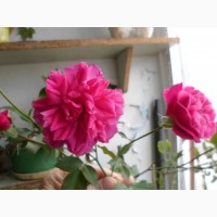 Комнатные растения Роза